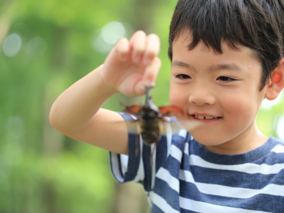 男の子ママは覚悟して カブトムシにバッタ 家で虫を飼う際に知っておきたいこと 都会のママ友ルール第11弾 Shinga Farm