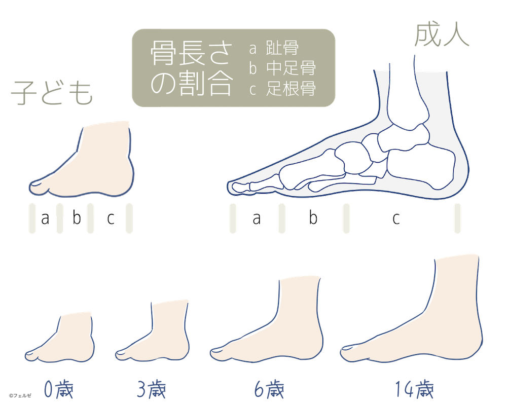 【子どもの足は成長とともに足幅や指の割合が変化する！】