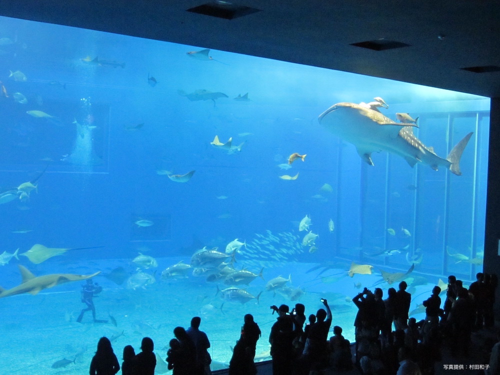 美ら海水族館